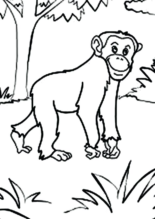600x848 Chimpanzee Coloring Page Chimpanzee Chimpanzee Walking In