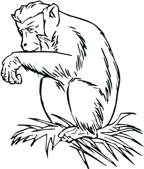 600x700 Chimpanzee Coloring Page Chimpanzee Coloring Page Chimpanzee