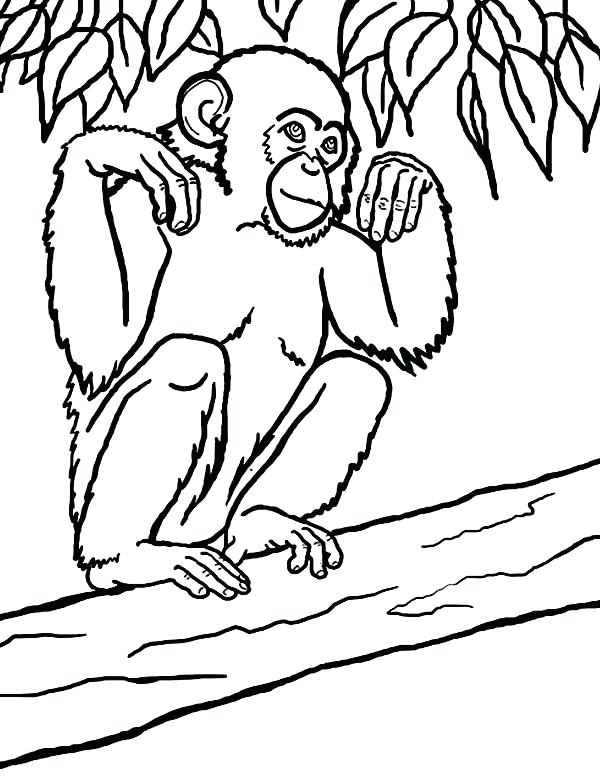600x776 Chimpanzee Coloring Page Click To See Printable Version Of Common