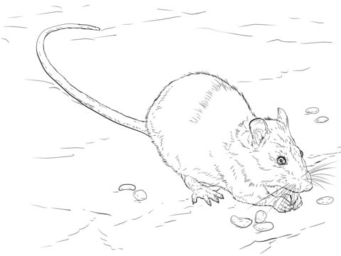 Chinchilla Coloring Page