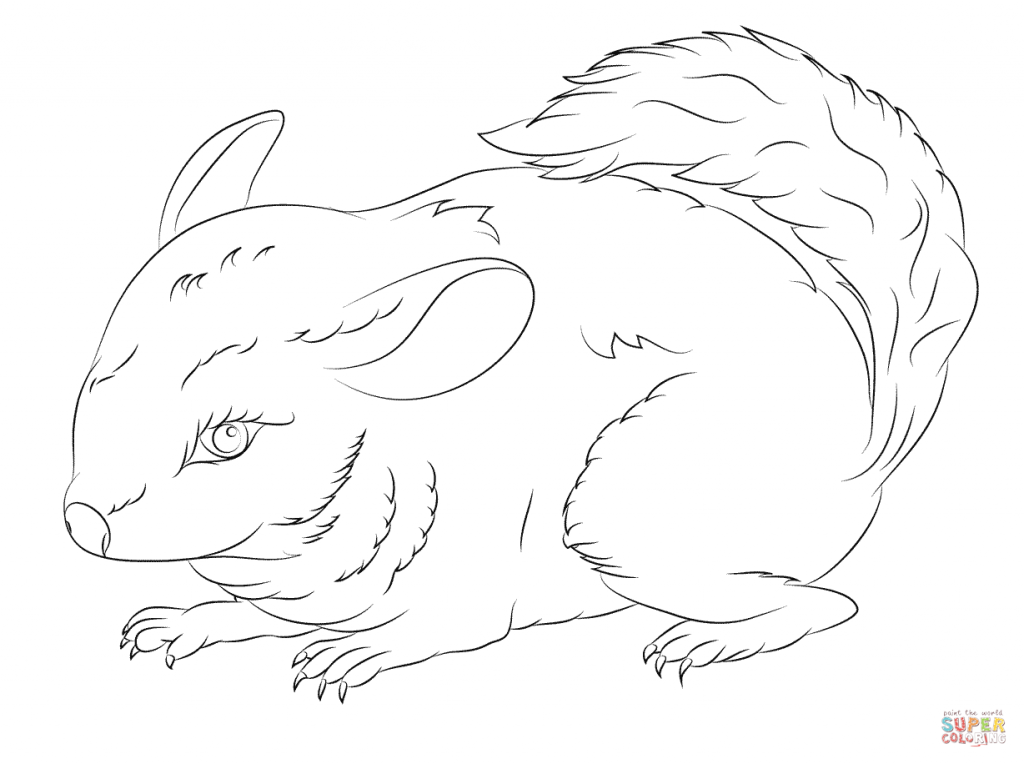 1024x764 Cute Long Tailed Chinchilla Download For Coloring Pages