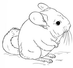 235x217 Pin By Britt Mccann On Chinchilla Chinchillas