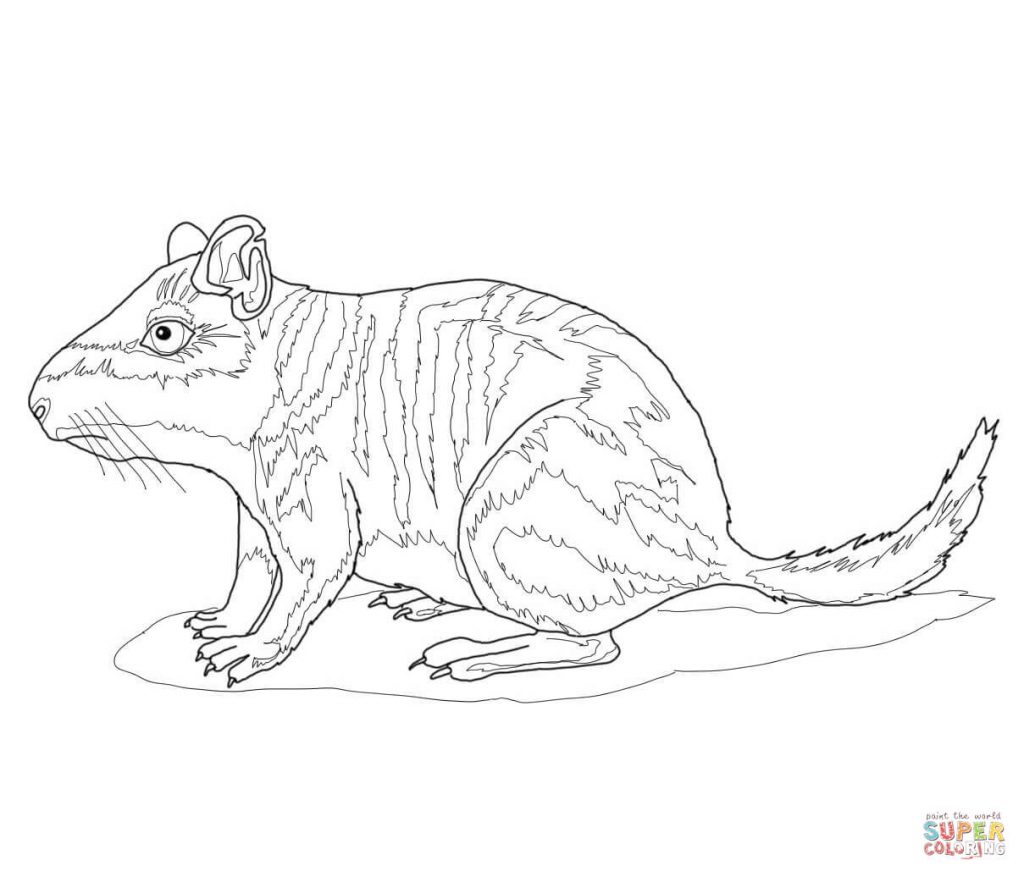 1024x877 Plains Download For Viscacha Coloring Page 0