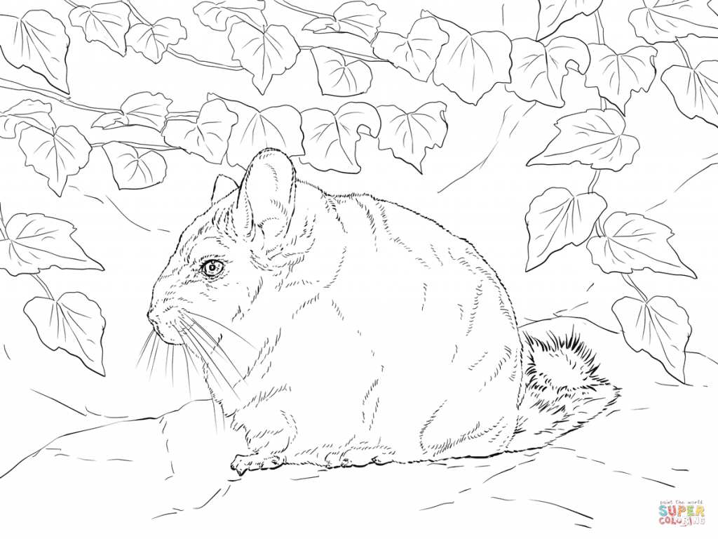 1024x768 Short Tailed Chinchilla Download For Coloring Page