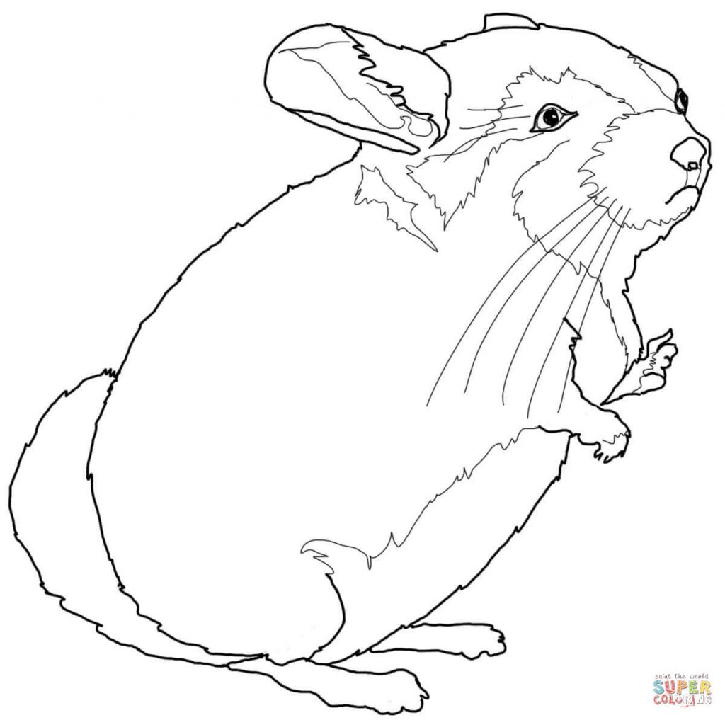 1024x1017 Chinchilla Download For Coloring Page