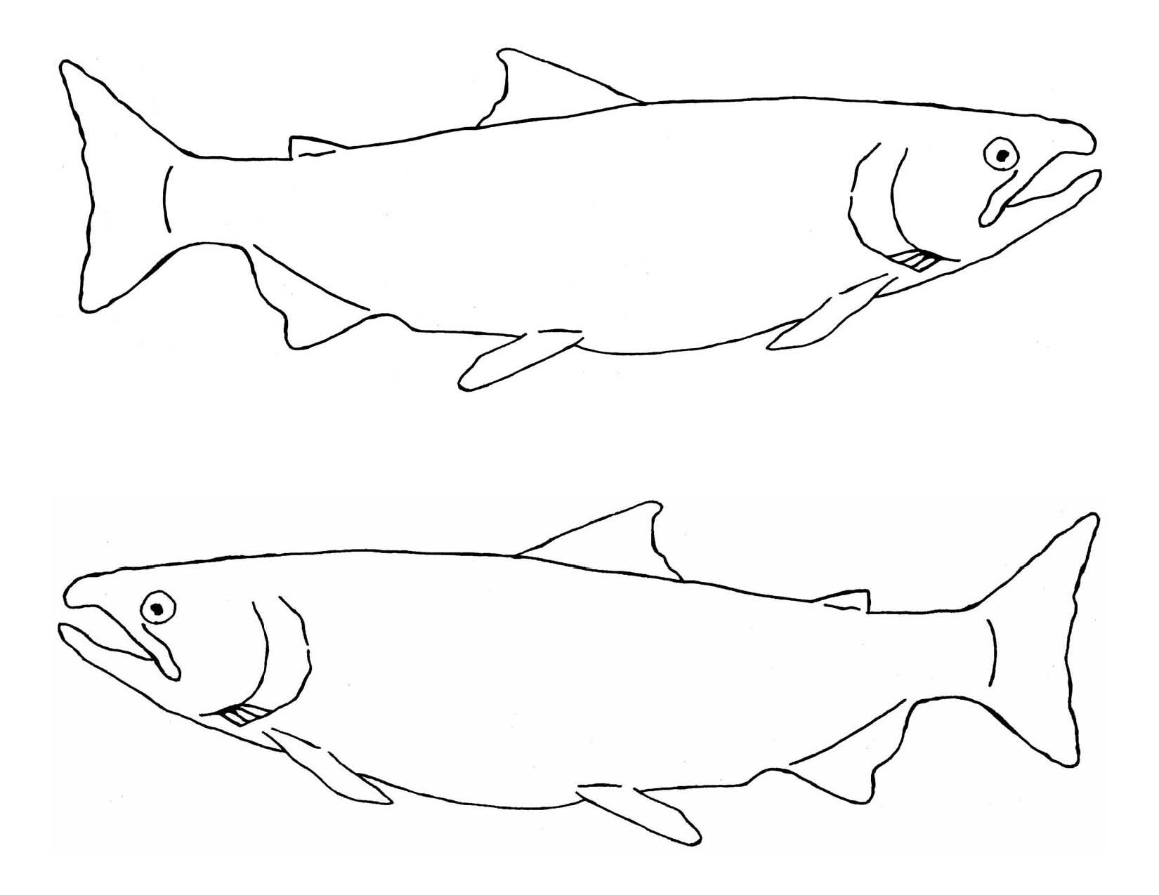 1650x1275 Free Chinook Salmon Coloring Page Drawing At Getdrawings Com