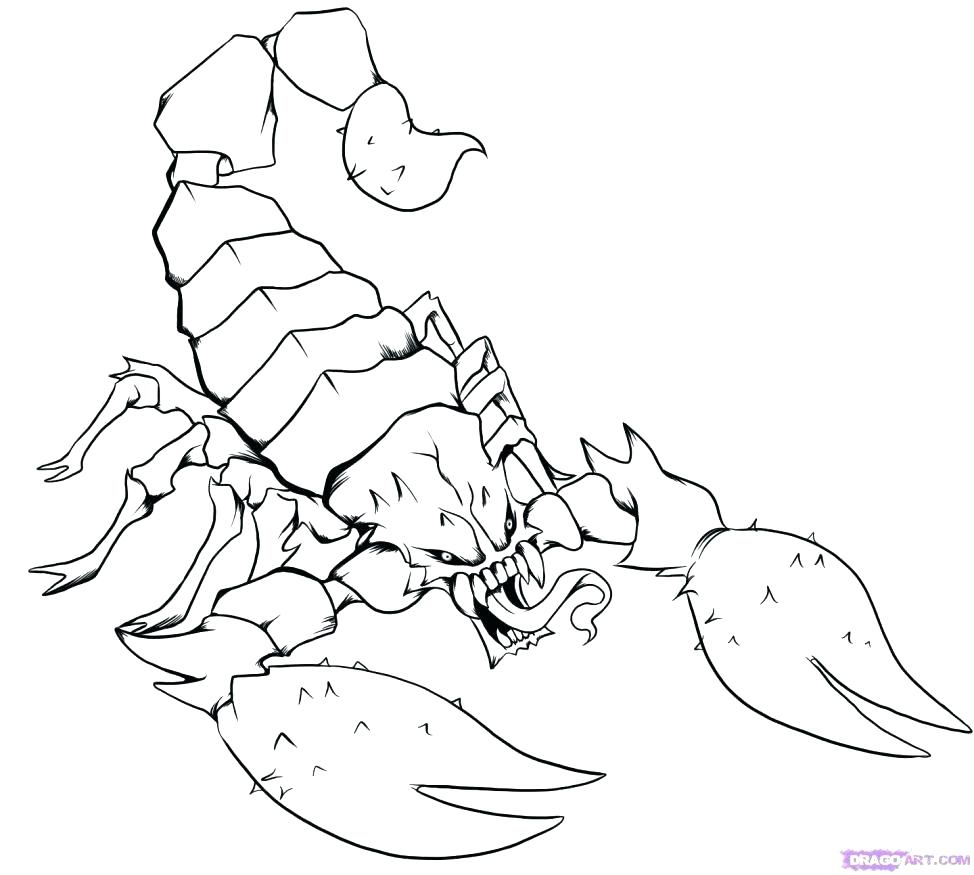 974x875 Attractive Chinook Salmon Coloring Page Drawing At Getdrawings Com