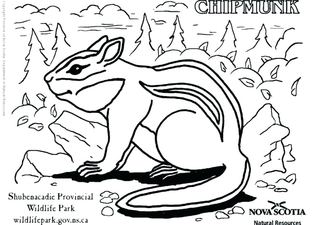 Chipmunk Coloring Pages
