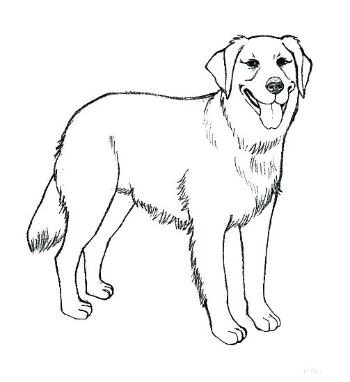 503x549 Black Lab Coloring Pages Black Lab Coloring Pages Black Necked