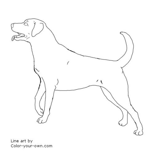 500x500 Labrador Retriever Coloring Pages Legup Nocollar Ebestbuyvn.co
