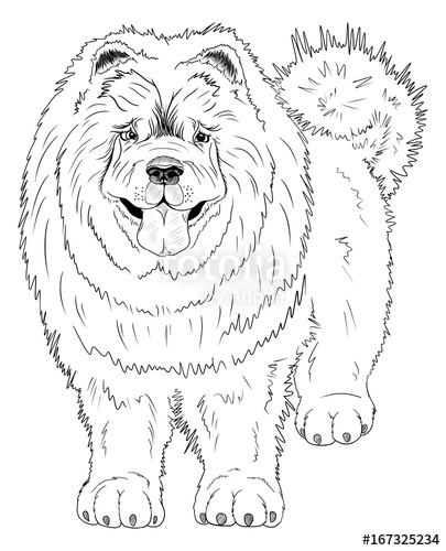 405x500 Search Photos Chow Chow