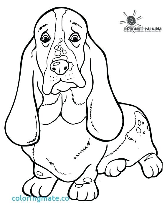 567x729 Boston Terrier Coloring Pages Free Together With Terrier Coloring