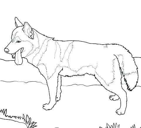 480x436 Chihuahua Coloring Pages Chihuahua Coloring Pages Coloring Pages