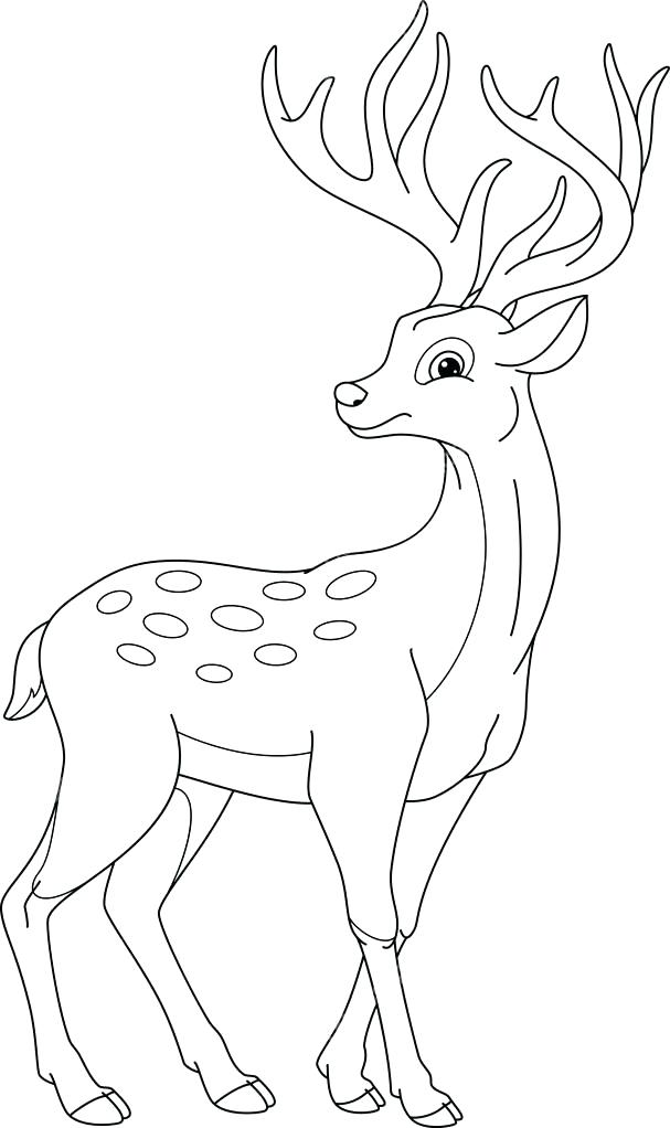 607x1022 Deer Coloring Page Deer Coloring Page Pages Free Deer Head