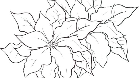 585x329 Poinsettia Coloring Pages Poinsettia Coloring Page Free Printable