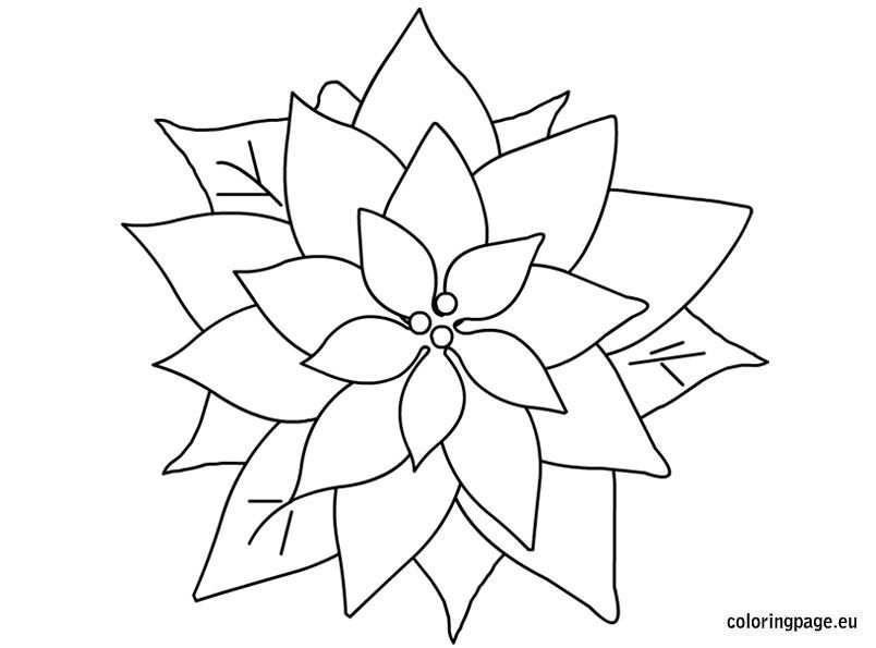 804x595 Christmas Flower Coloring Pages Christmas Flowers Coloring Pages