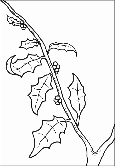 484x700 Christmas Coloring Pages Holly Photos Christmas Lantern And Holly