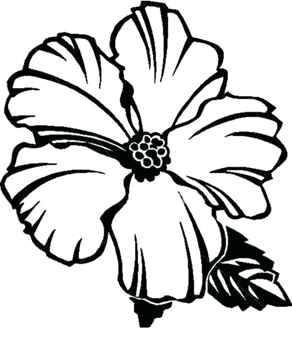600x709 Mistletoe Coloring Pages Hibiscus Flower Coloring Pages Mistletoe