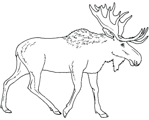 600x484 Hunting Coloring Pages Elk Coloring Page Cartoon Moose Coloring