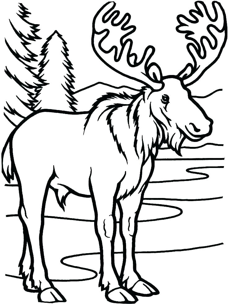 736x981 Moose Coloring Pages