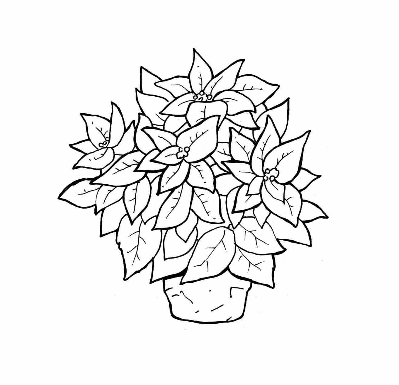 1315x1268 Poinsettia Coloring Pages Printable For Kids With Free Adult Free