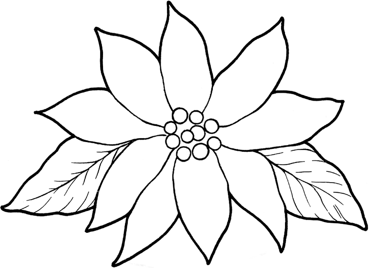 756x549 Poinsettia Coloring Pages For Kids On Colors