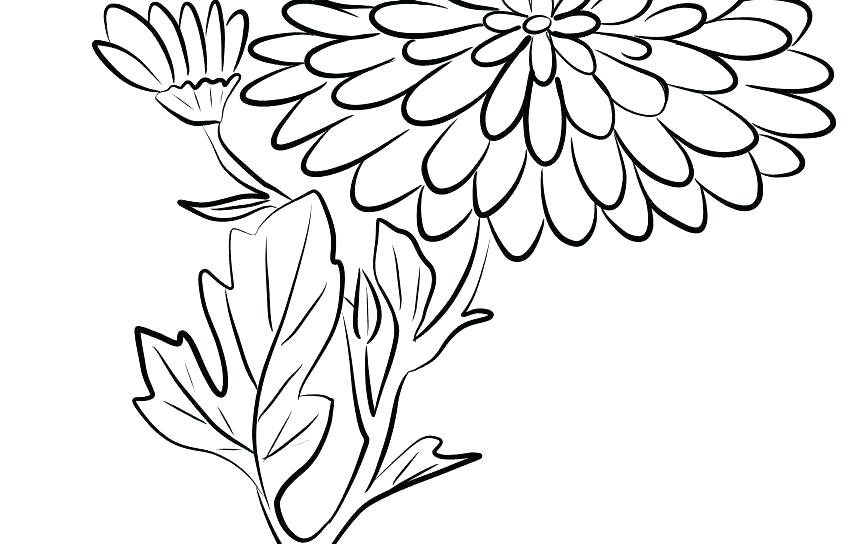 866x544 Chrysanthemum Coloring Pages Flowers Chrysanthemums Coloring