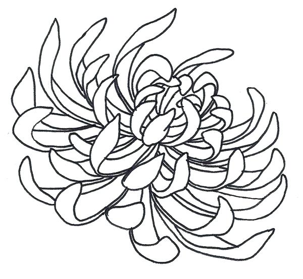 600x553 Chrysanthemum Coloring Pages Spider Chrysanthemum By