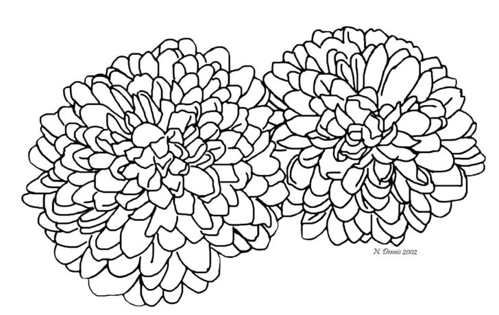 728x459 Chrysanthemum Coloring Pages Coloring Pages Kids