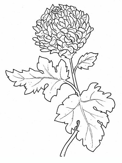 400x533 Chrysanthemum Flowers Coloring Pages Coloring