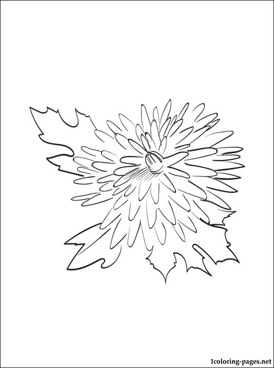 560x750 Chrysanthemum Coloring Page For Free Coloring Pages