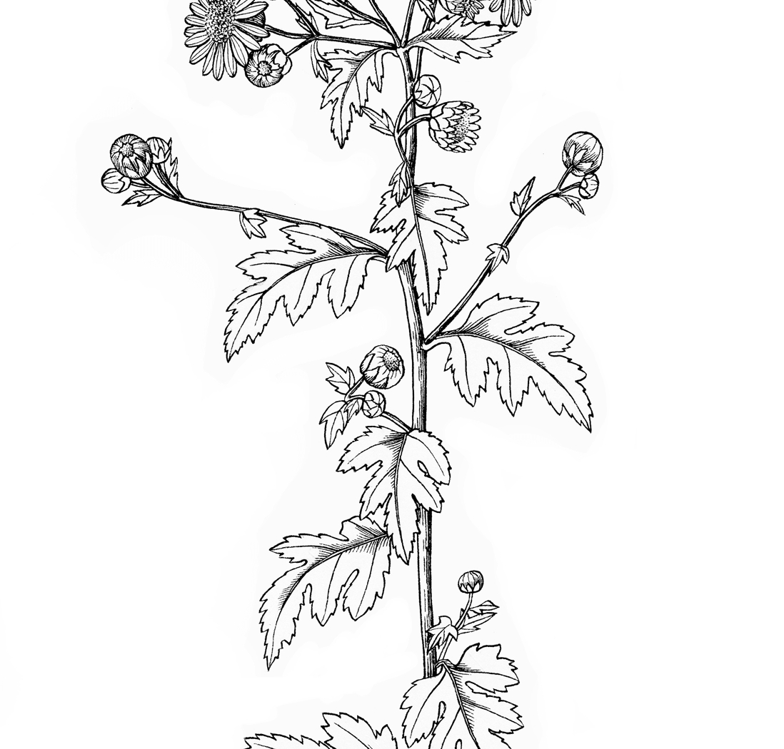 1098x1050 Fresh Chrysantemum Coloring Page Gallery Printable Coloring Sheet