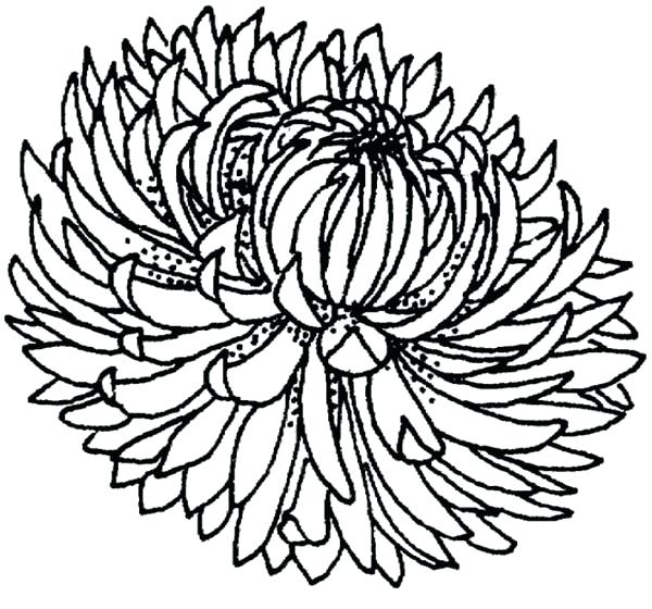 600x560 Chrysanthemum Coloring Pages Blooming Chrysanthemum Coloring Page