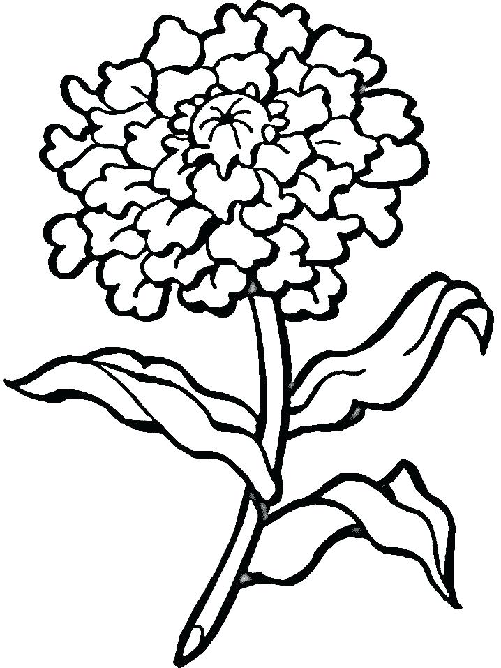 718x957 Chrysanthemum Coloring Pages Chrysanthemum Coloring Page