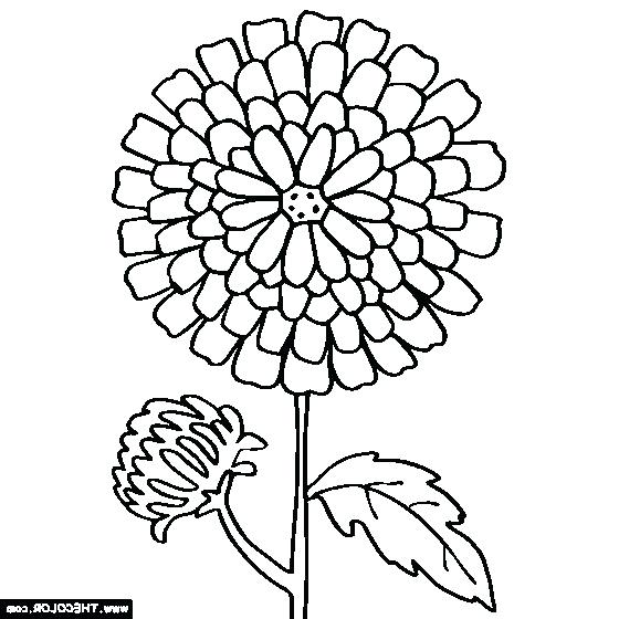 560x560 Chrysanthemum Coloring Pages Chrysanthemum Coloring Page Free