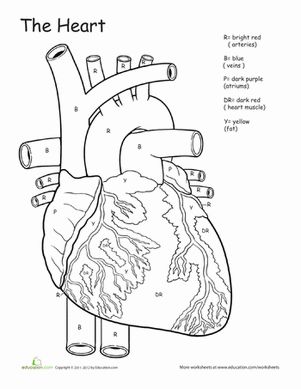 Circulatory System Coloring Page