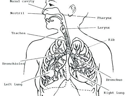 440x330 Circulatory System Coloring Page Circulatory System Coloring Pages