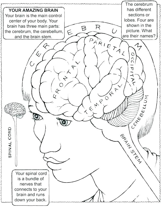 650x837 Circulatory System Coloring Page Human Heart Coloring Page Body
