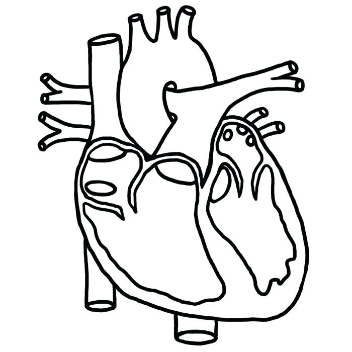 700x700 Circulatory System Coloring Page Page 1 Cardiovascular System