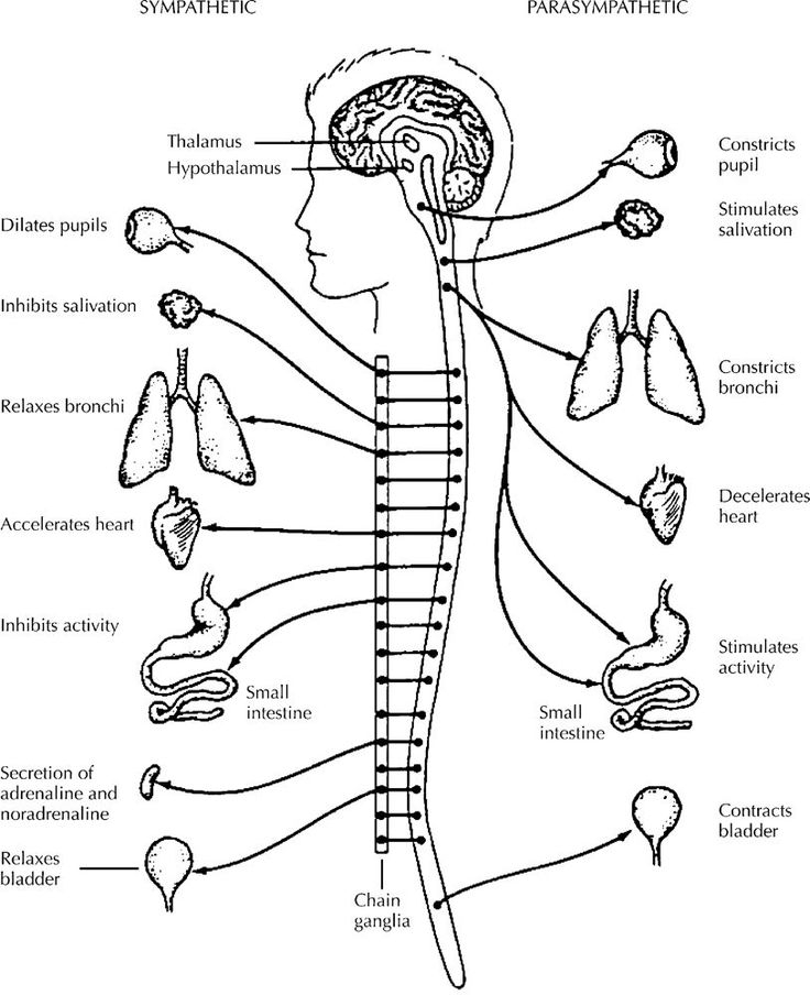 736x904 Circulatory System Coloring Pages Fun Time