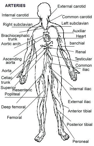 324x499 Circulatory System Coloring Pages Circulatory System Circulatory