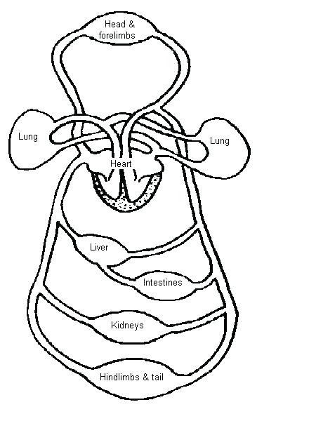 450x600 Circulatory System Coloring Pages Circulatory System Coloring Page