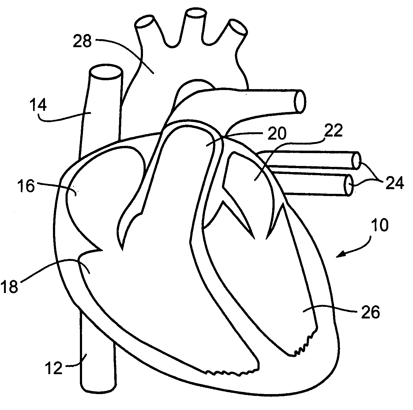 1349x1339 Best Of Circulatory System Coloring Pages Free Coloring Pages