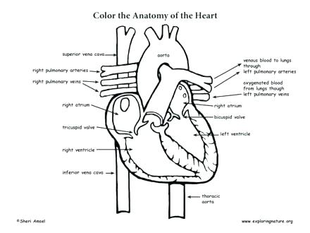 440x330 Digestive System Coloring Page Digestive System Coloring Pages