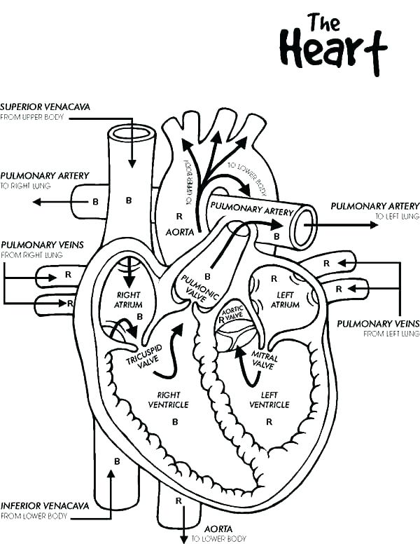 600x776 Heart Coloring Pages Circulatory System Coloring Page Circulatory