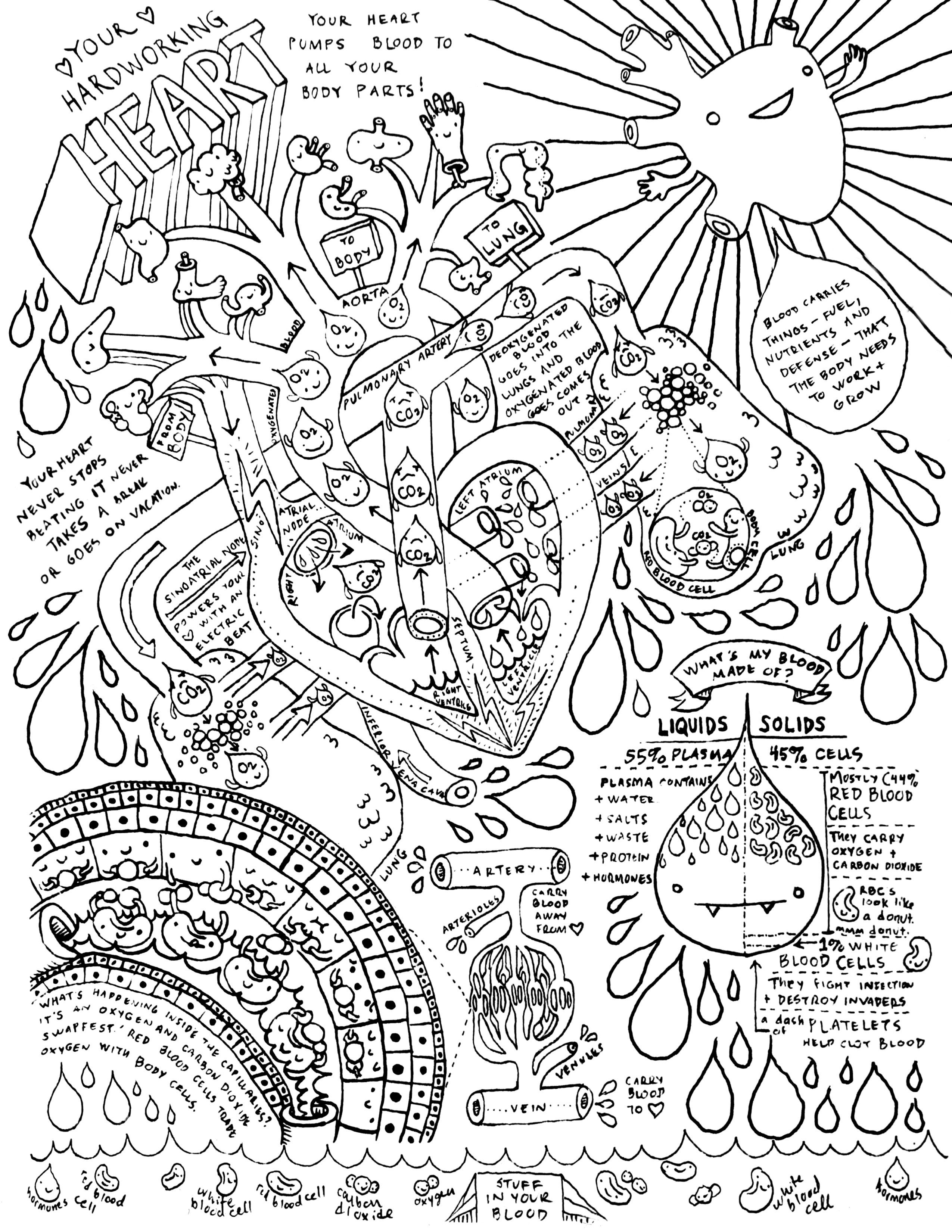 2550x3300 Heart And Circulatory System Coloring Page Human Body Systems