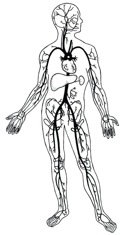 500x967 Circulatory System Coloring Page