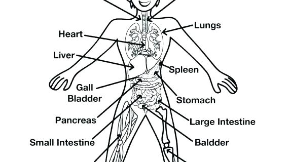 570x320 Circulatory System Coloring Circulatory System Coloring Page