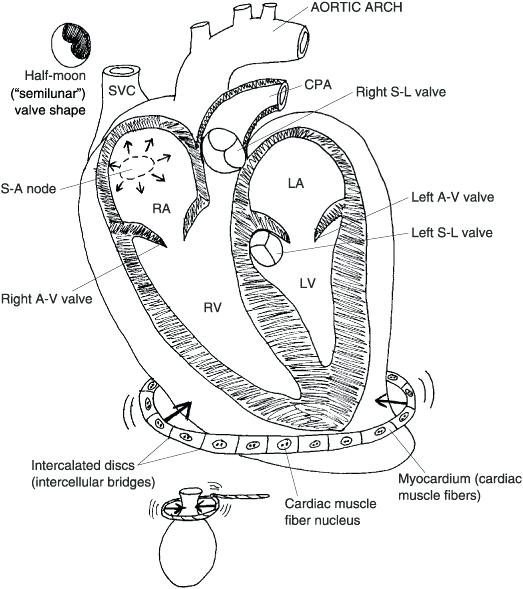 523x589 Circulatory System Coloring Page Circulatory System Coloring Page