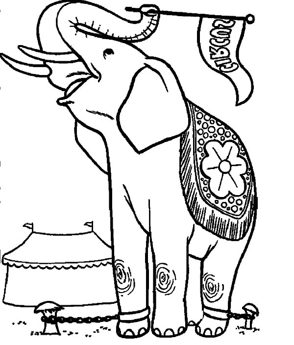 600x704 Drawing Circus Elephant Coloring Pages Drawing Circus Elephant